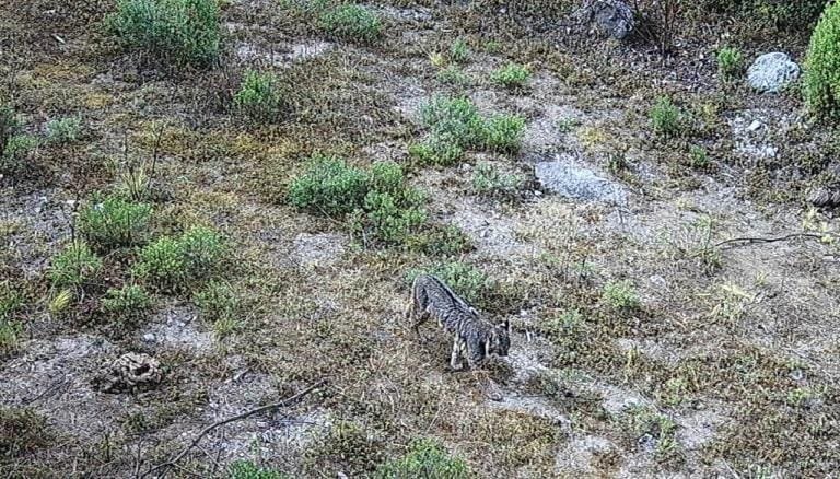 Cámaras de la Sedema registran un lince en el Desierto de los Leones