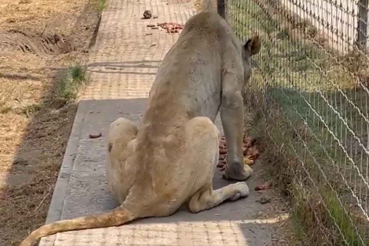 Felinos rescatados de Black Jaguar-White Tiger serán rehabilitados en Zacango y Ocotal