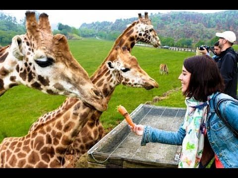 Zoológico de Zacango abierto y sin restricciones; un atractivo turístico para toda la familia