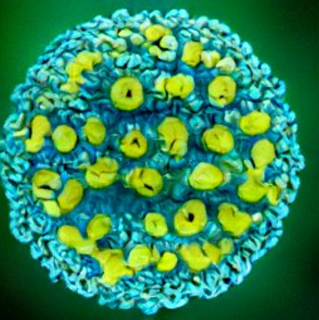 Viruela de mono, 98% de infectados son gays, mayor riesgo con VIH; CERO muertes en México