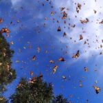 Regresa la mariposa monarca a santuarios del #Edoméx y Michoacán