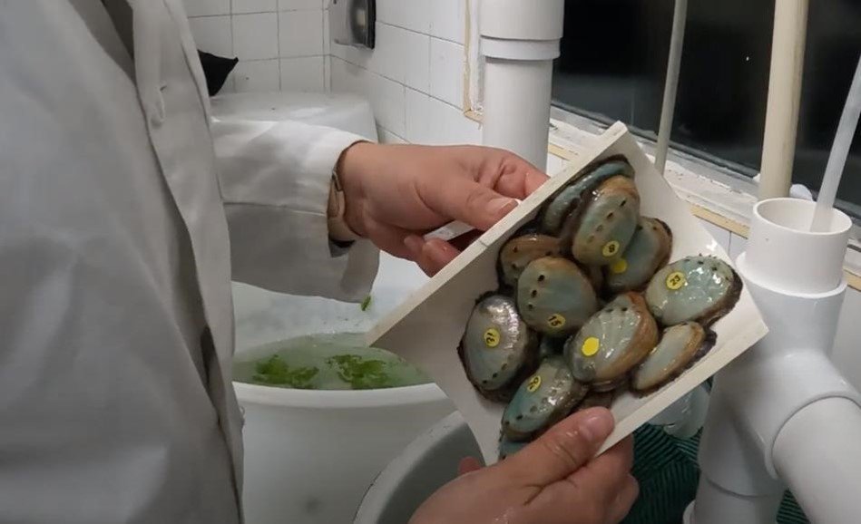 Egresada de #UAEMéx busca alternativas terapéuticas desde la rama de la biotecnología marina