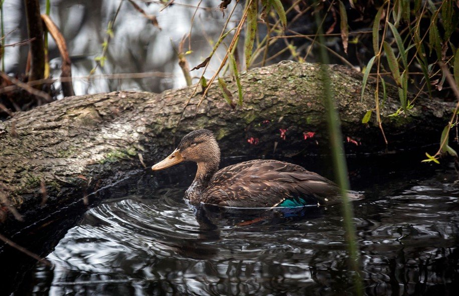 El Pato Mexicano  tiene su hogar ideal en el Bordo “Las Maravillas” de la #UAEMéx