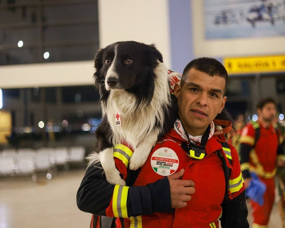 16 perritos rescatistas mexicanos viajan a Turquía