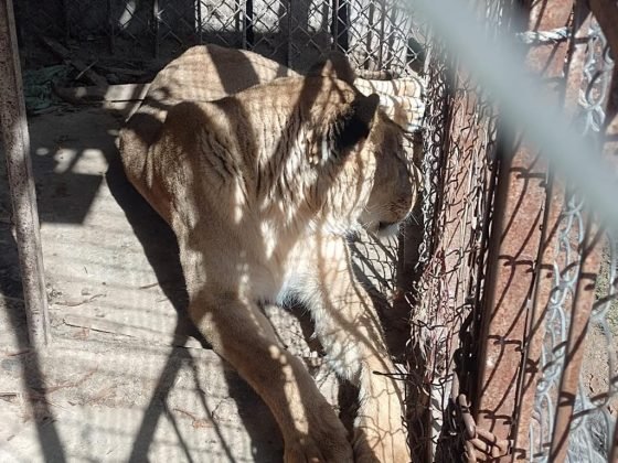 Recuperan león y llama en predio de Coatepec Harinas