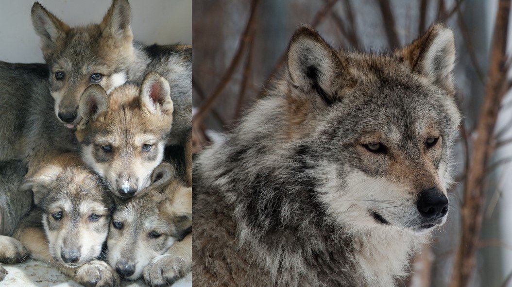 Estudio de la personalidad animal, clave para rescatar al lobo mexicano: especialistas de #UAEMéx