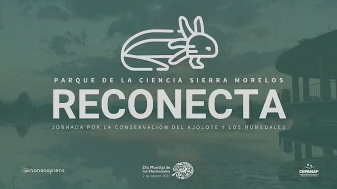 «Reconecta», actividades para conmemorar al Ajolote y el Día Mundial de los Humedales en Toluca y Metepec