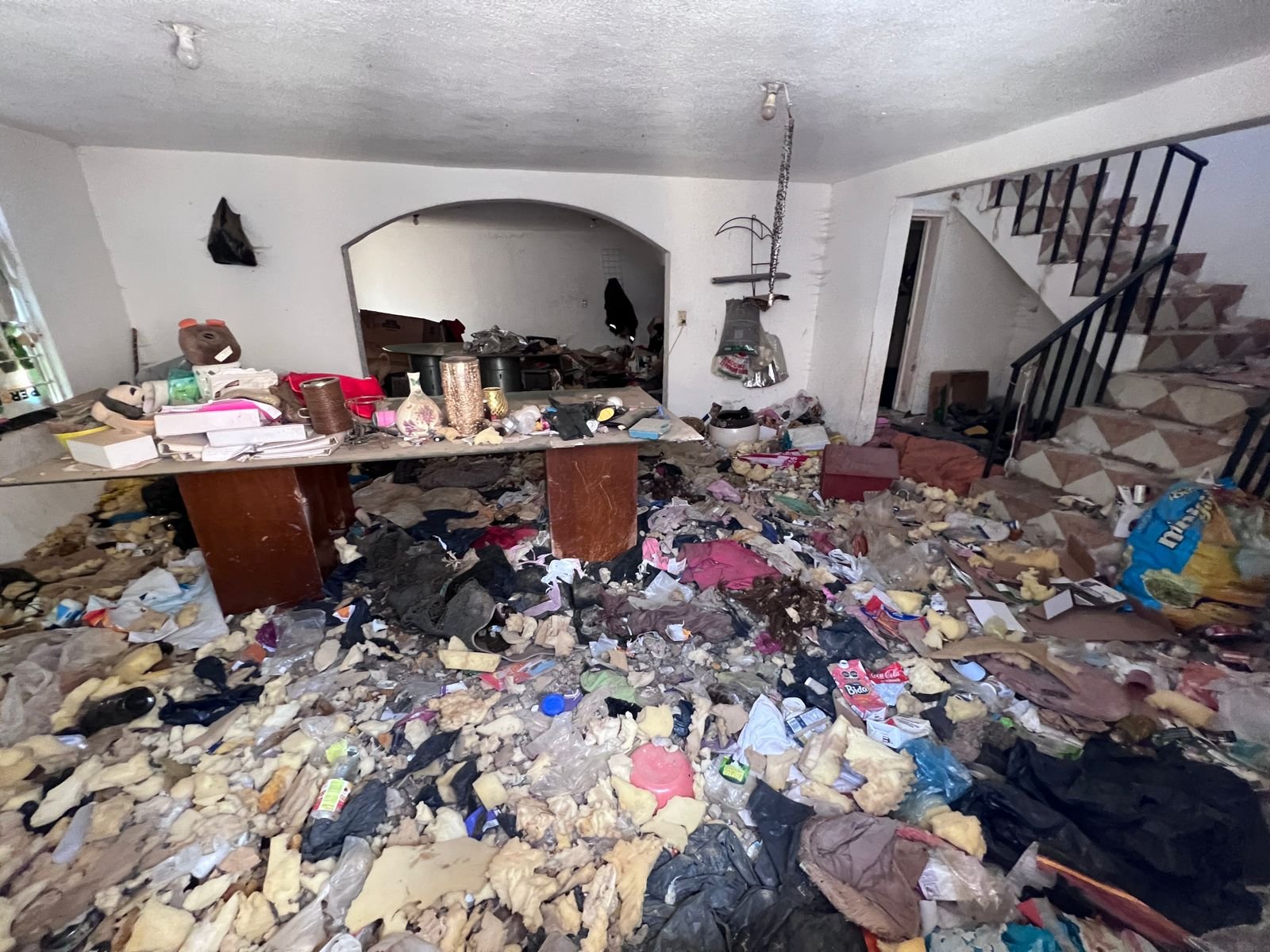 Rescatan 39 perros y gatos hacinados en predio de #Toluca