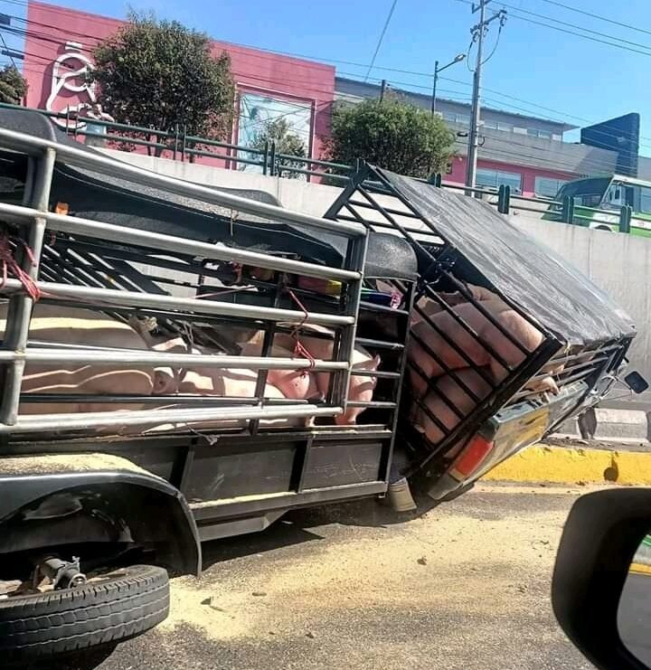 Camioneta con puercos se accidenta en Paseo Tollocan, #Toluca