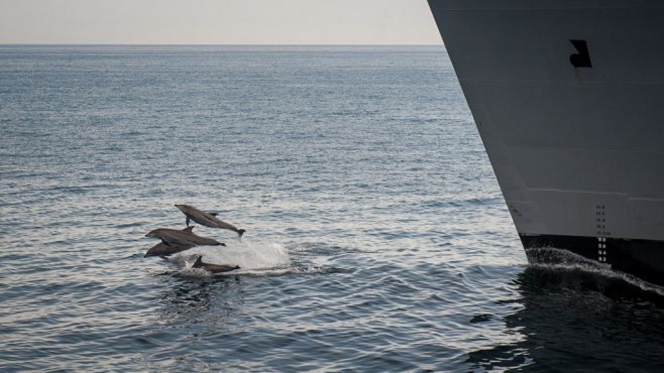 Rusia fortalece su flota de delfines combatiendo en la Operación Especial