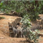 Nacen cachorros de lobo gris mexicano en #Tenancingo; abren esperanza de evitar la extinción. Video