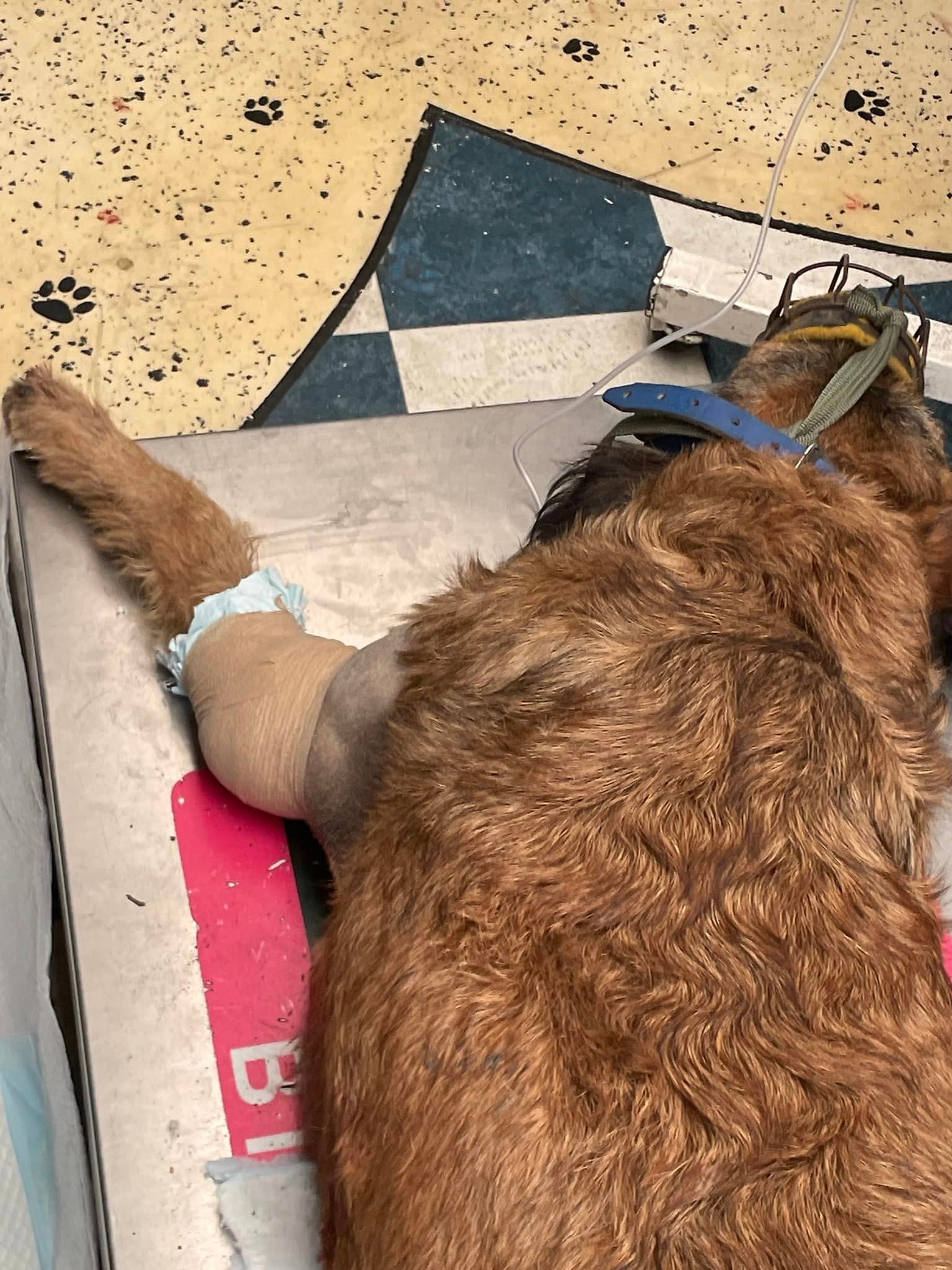 ONG aporta cirugía para salvar la vida de perrita herida en Central de Abasto de #Toluca