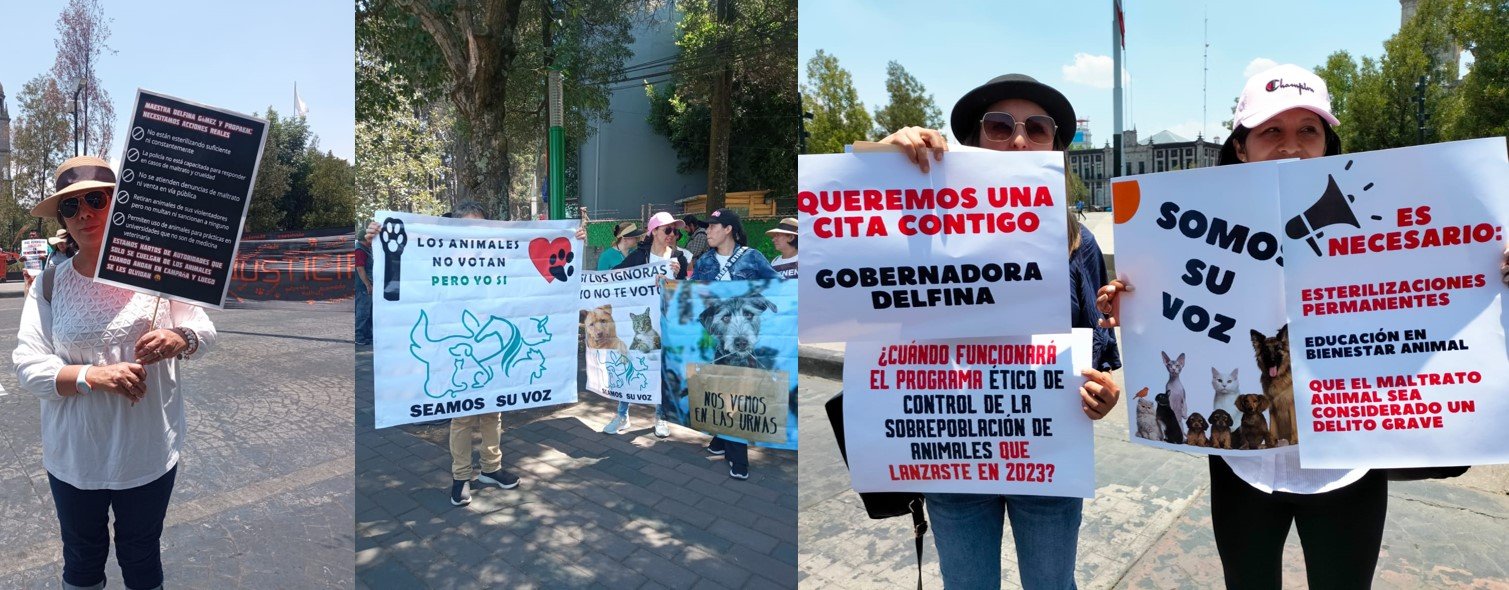 Fracasa protección animal en #Edoméx; protectores exigen a Delfina cumplir promesas