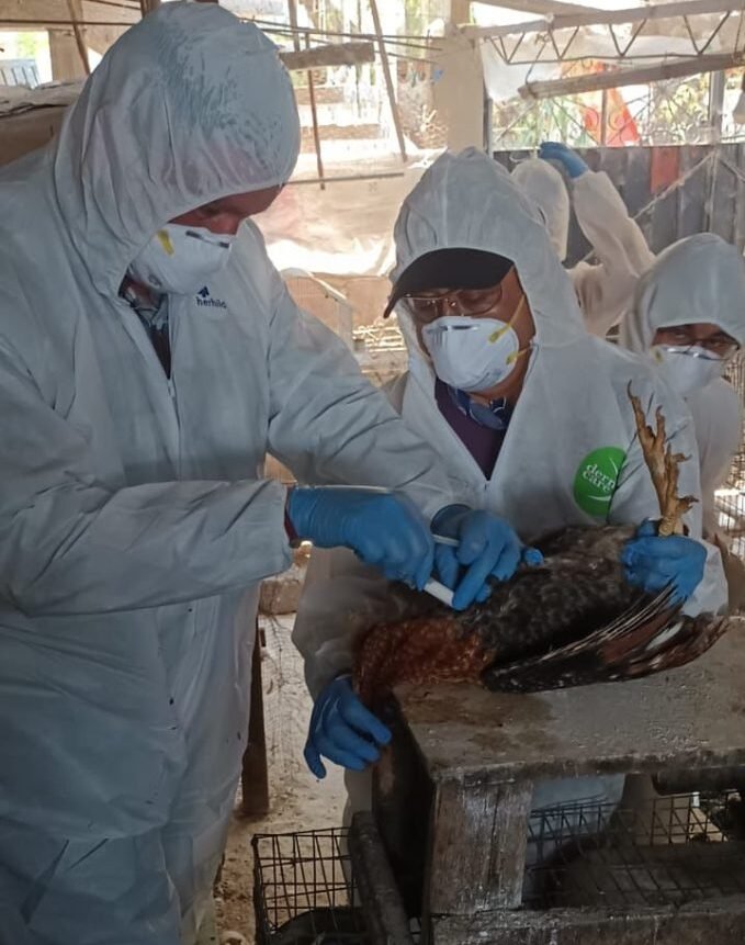 Implementan medidas para contener brote de gripe aviar en Edoméx