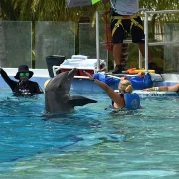 Se accidenta y muere delfín durante show en hotel de la Riviera Maya