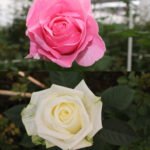rosas-nita-y-maya