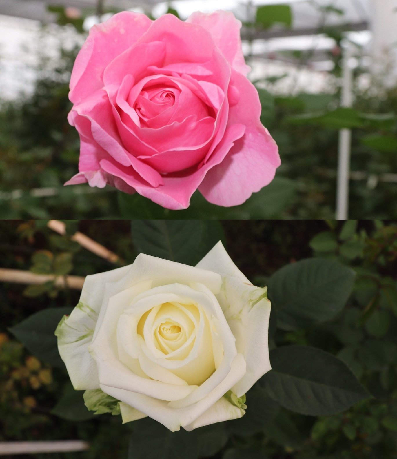 Gobierno del Estado de México registra dos nuevas especies de rosas