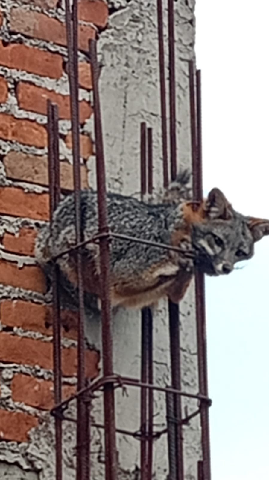 Bomberos de #Metepec rescatan a un zorro que quedó atrapado