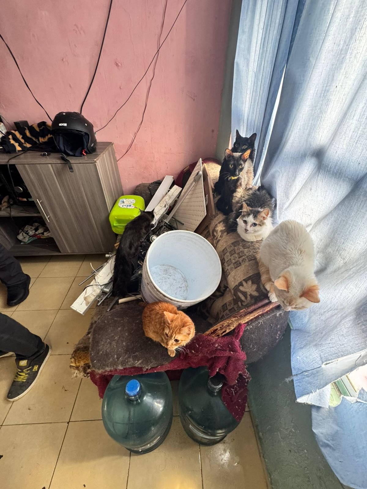 Rescatan a siete felinos y un canino en #Tecámac por maltrato animal