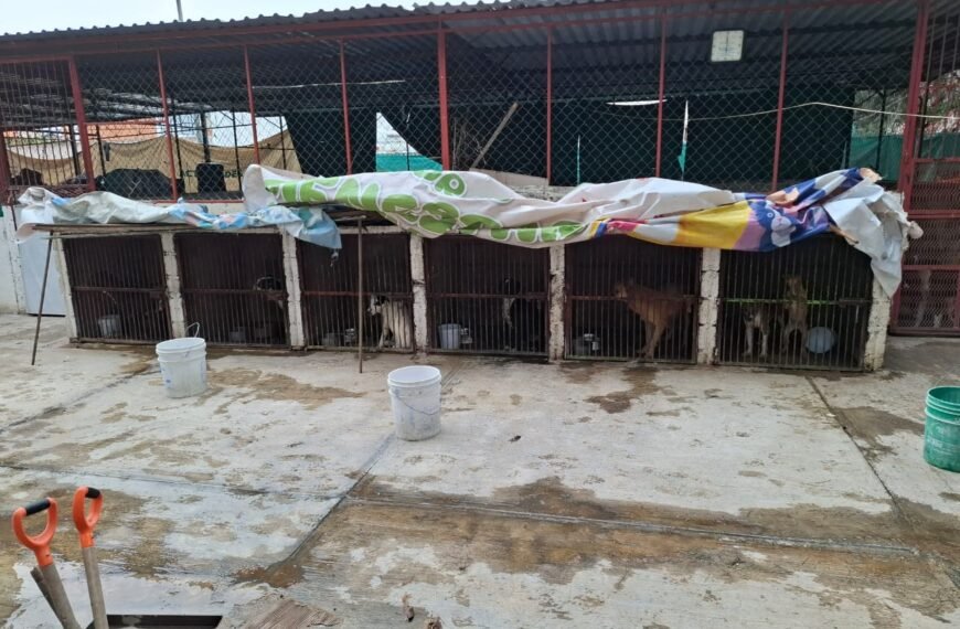 52 perritos rescatados tras investigación por maltrato animal en #Ixtapaluca
