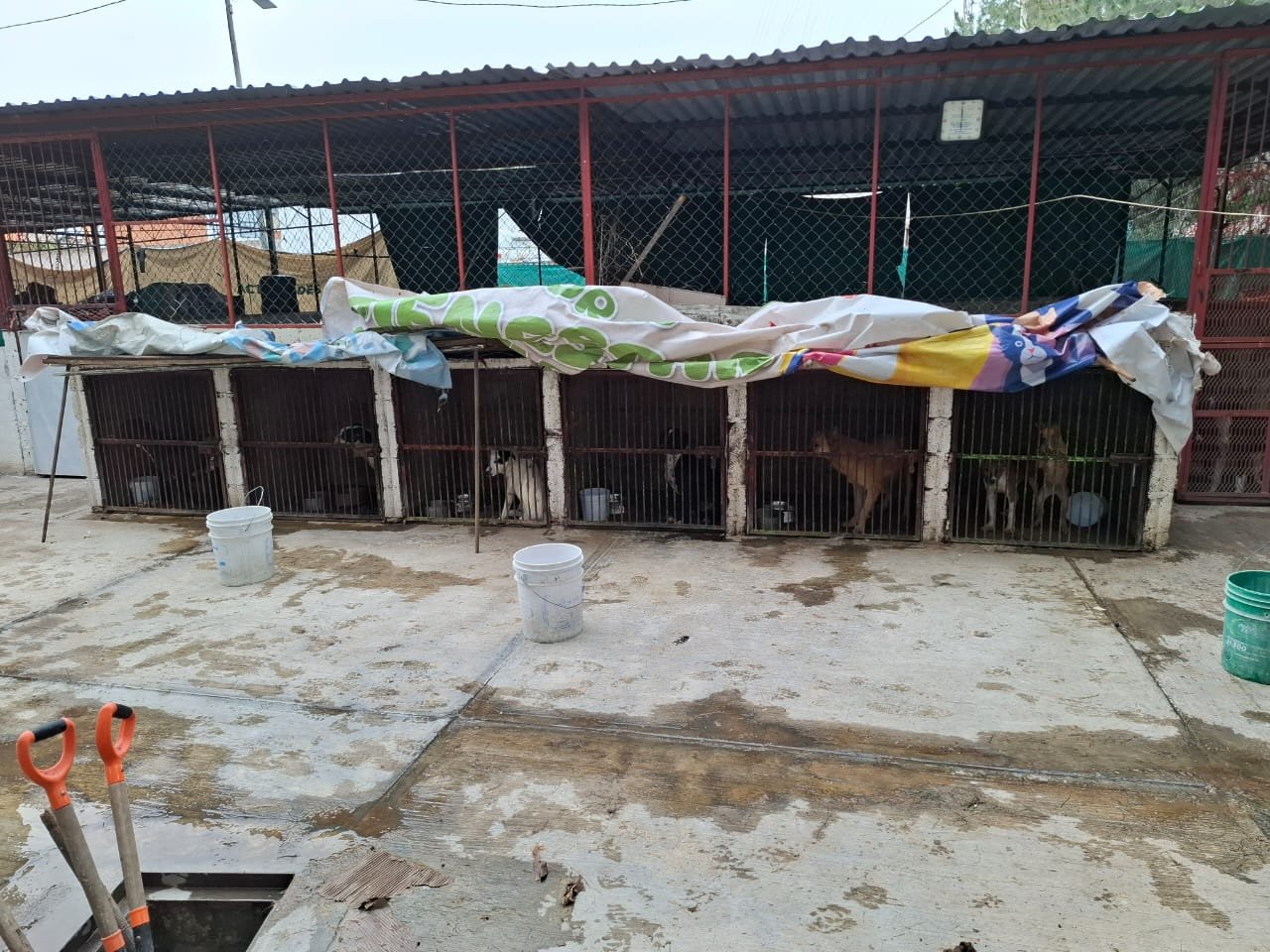 52 perritos rescatados tras investigación por maltrato animal en #Ixtapaluca