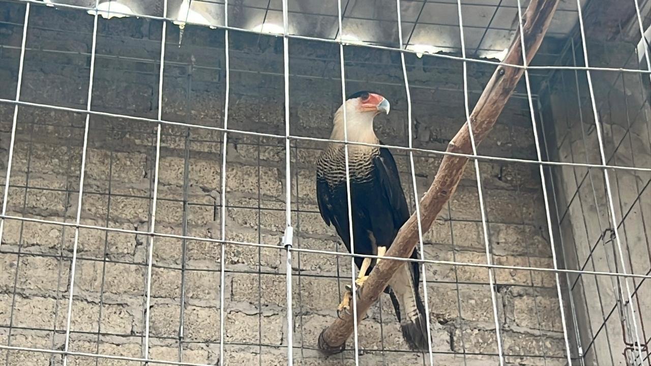 Rescatan a más de 100 aves y una especie en peligro de extinción en Atizapán de Zaragoza