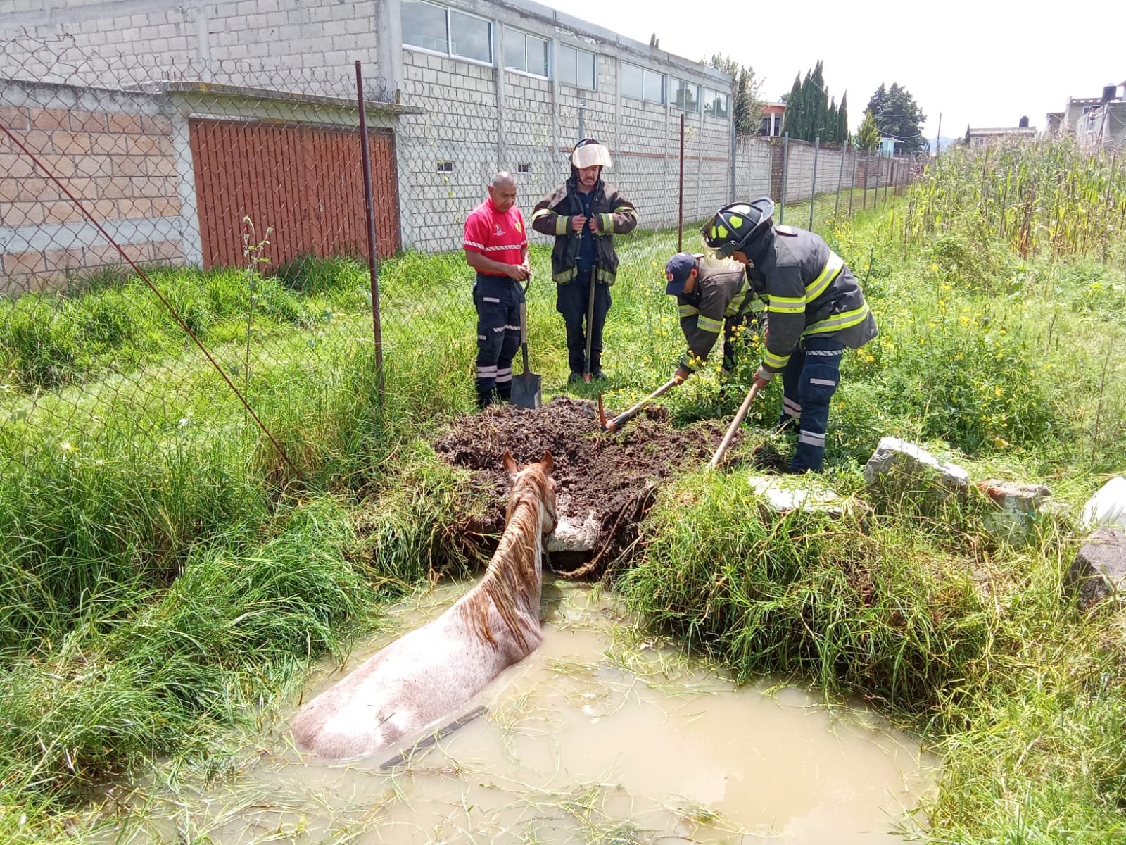 Así rescataron a caballo que cayó en una zanja en Toluca