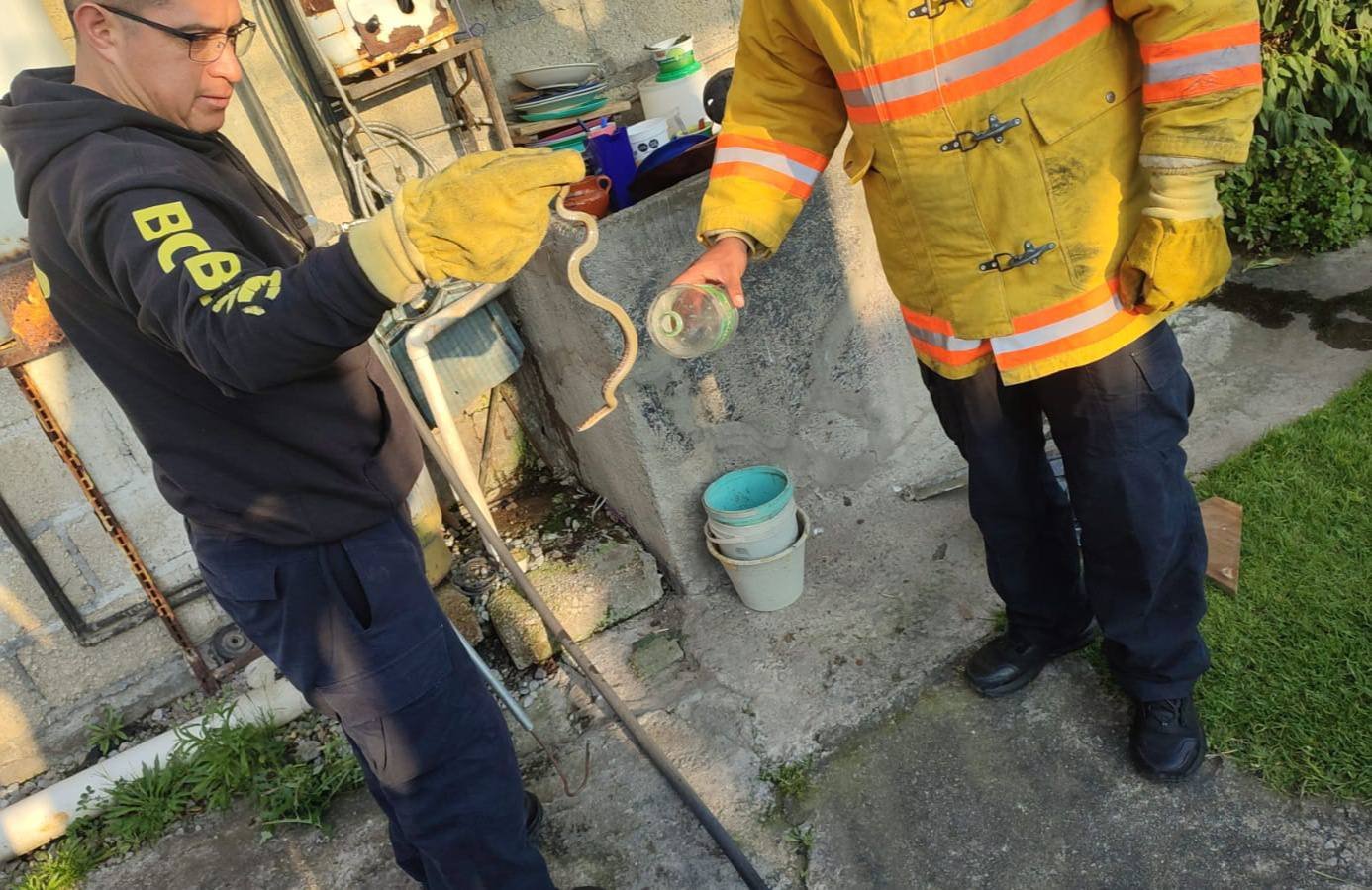 Bomberos de #Metepec rescatan culebra en domicilio de San Gaspar Tlahuelilpan