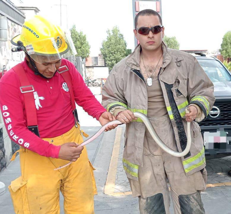 Bomberos rescatan a serpiente de más de un metro que ingresó a local en #Metepec
