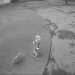 Tras ataque mortal en Tecámac, graban a jauría arrastrando a mujer en Ixtapaluca DBj8qb5-1HQUvHex