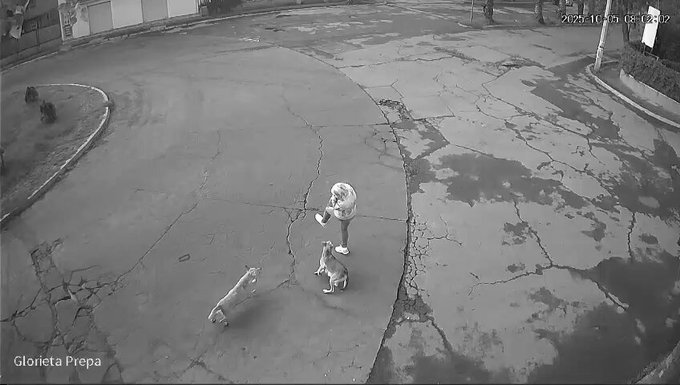 Tras ataque mortal en Tecámac, graban a jauría arrastrando a mujer en Ixtapaluca