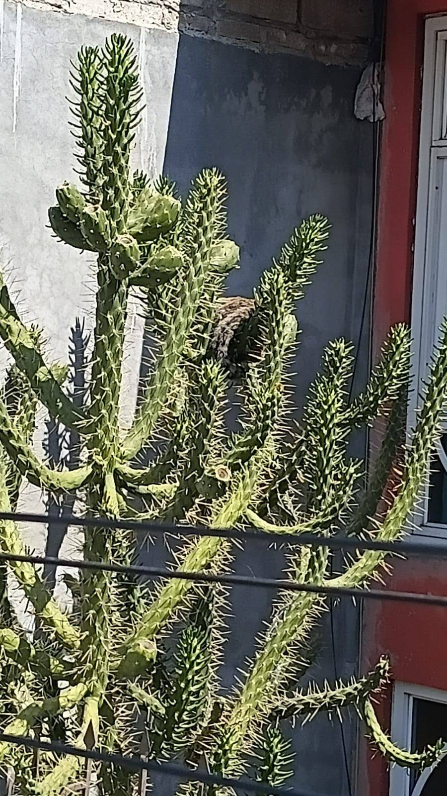 Bomberos de #Metepec rescatan a gatito atrapado en cactus de 3 metros