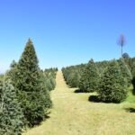 Inicia Probosque la venta de árboles de Navidad naturales cultivados de forma sustentable w2_11905_1