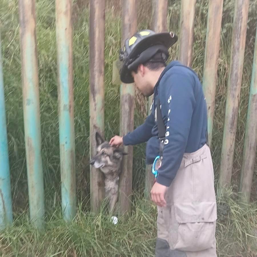 Rescatan a canino atrapado en rejas del Cerro de los Magueyes en #Metepec
