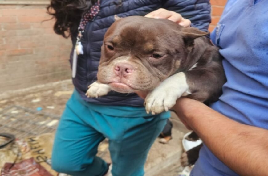 FGJEM rescata 11 caninos víctima de maltrato en #Cuautitlán Izcalli