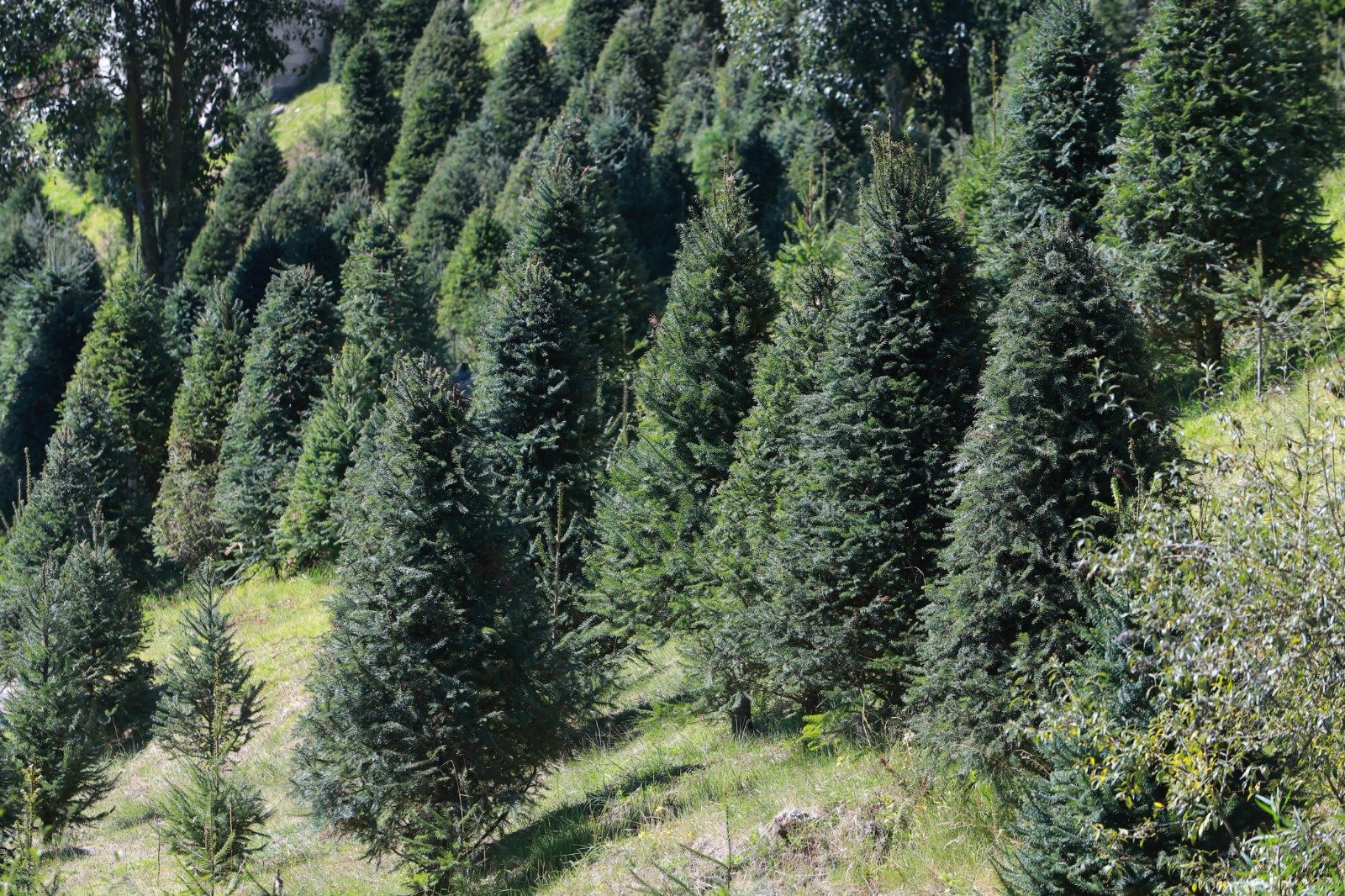 Estado de México, primer lugar nacional en producción de árboles de Navidad naturales
