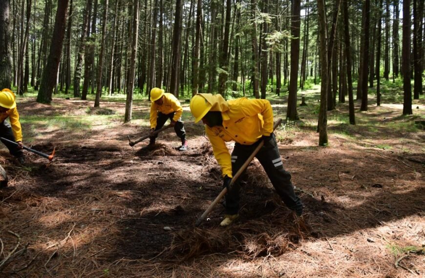 Probosque, entre las dependencias mejor evaluadas por la Dirección General de Innovación