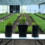 Reactivan producción de nanche en el Estado de México w2_12733_2