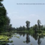 México cumple 40 años en la Convención Ramsar: el papel clave de los humedales en la biodiversidad y la cultura 2