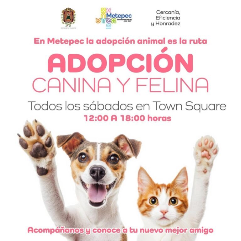 Jornadas sabatinas de adopción canina y felina en Town Square Metepec