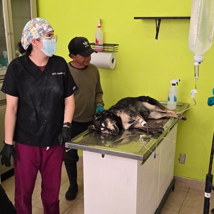 Presunto envenenamiento de perros en Toluca activa protocolo de atención animal