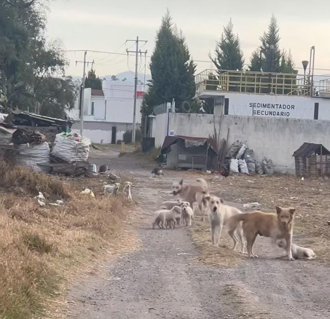 Rescatan en #Metepec a cachorros en condiciones precarias