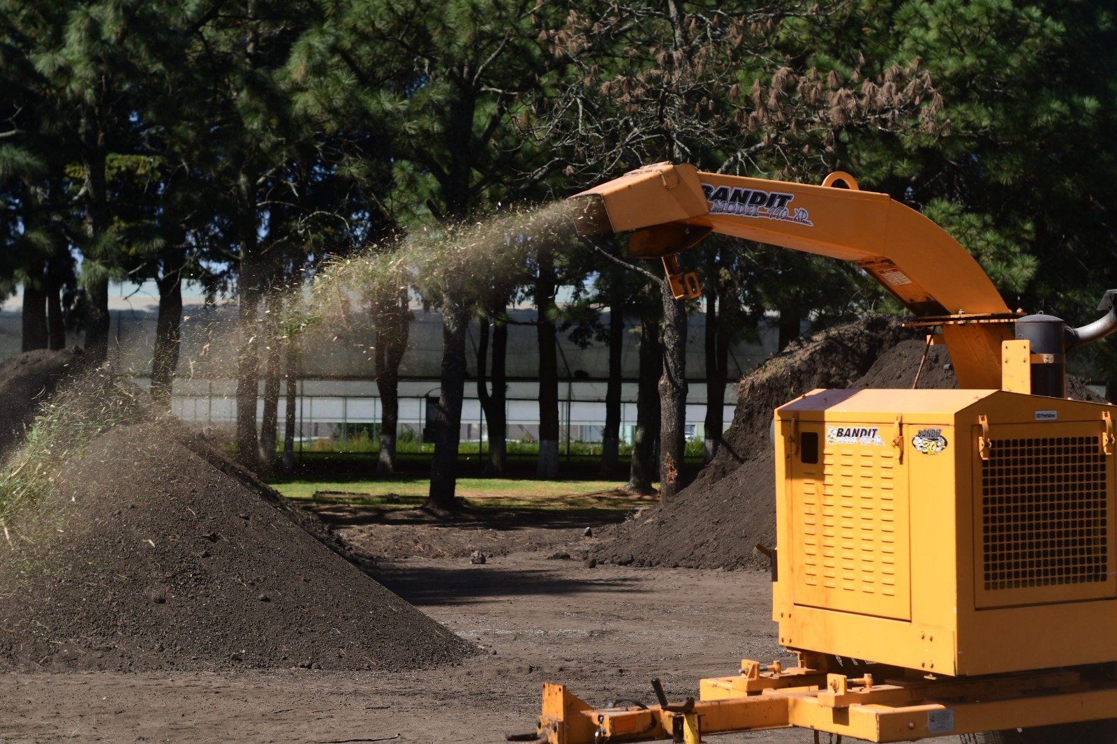 Reciclaje de árboles de Navidad en el Estado de México: Probosque habilita 17 centros de acopio