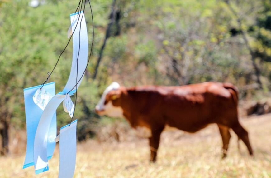 Confirman 11 casos de gusano barrenador en el sur del Estado de México; despliegan 20 brigadas veterinarias