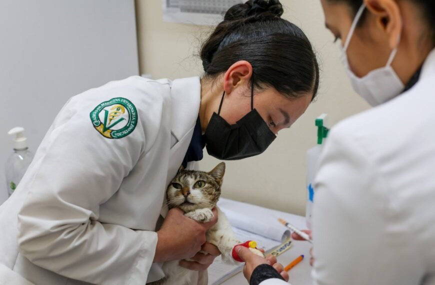 Cuidado felino desde el primer día: UAEMéx llama a reforzar la tenencia responsable