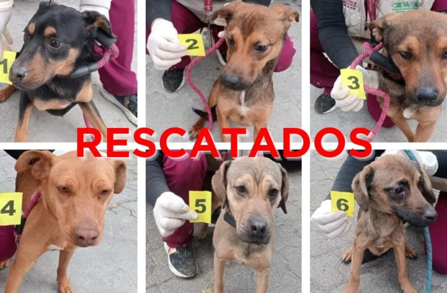 Rescatan a seis caninos víctima de maltrato en #Ixtapaluca