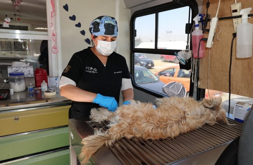 Esterilización Animal: La Estrategia Que Ayuda A Reducir La Sobrepoblación De Perros Y Gatos En El EdoMéx