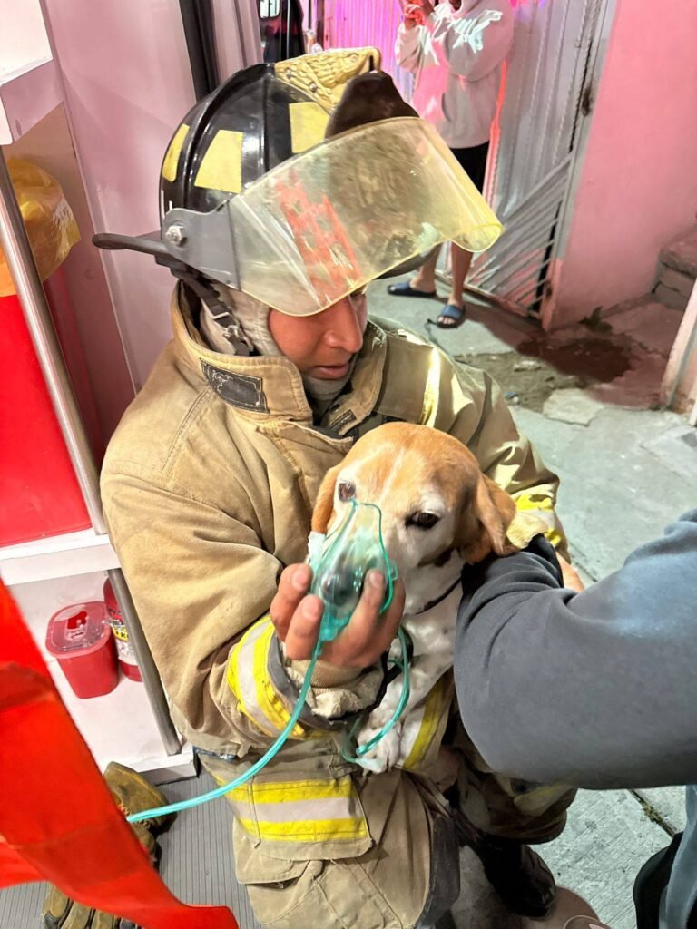 Bomberos de #Metepec controlan incendio y rescatan a mascota