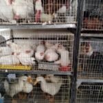 Rescatan a más de 900 animales en #Ecatepec tras denuncia por maltrato HEIz4FoW8AEWvT9