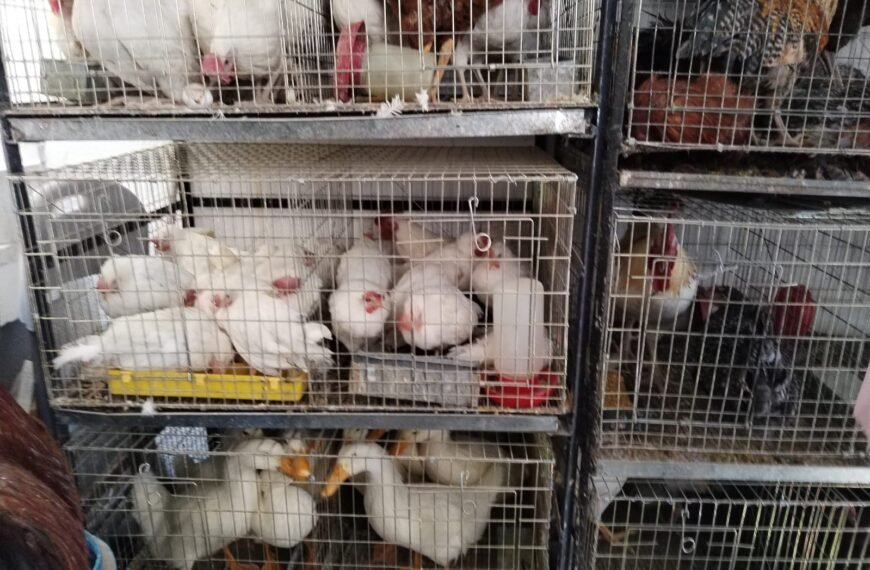 Rescatan a más de 900 animales en #Ecatepec tras denuncia por maltrato